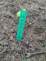 Metal Garden Marker Stakes – Custom Vegetable Labels